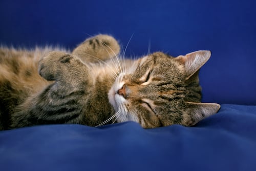 ¿Tu gato es un fisioterapeuta? El truco maestro de su ronroneo para soldar huesos y “manipular” tu cerebro