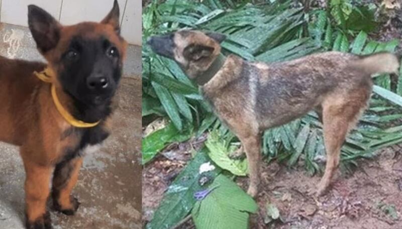 Perro Wilson de cachorro y en su última operación en el rescate de los niños en el Guaviare.