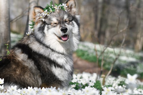 Esta es la raza de perro que te representa, según tu signo zodiacal