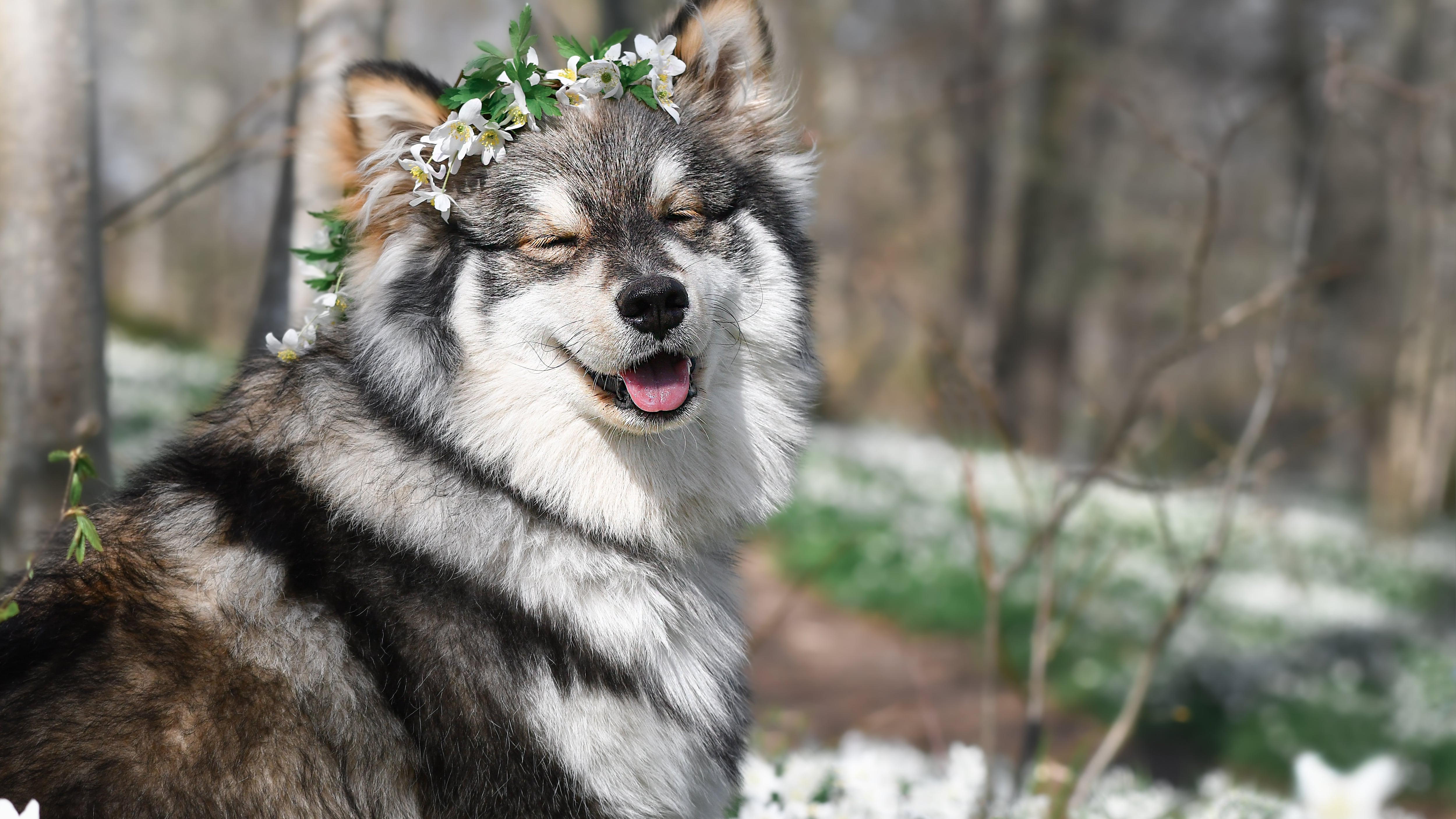 La raza de perro que te representa, según tu signo zodiacal