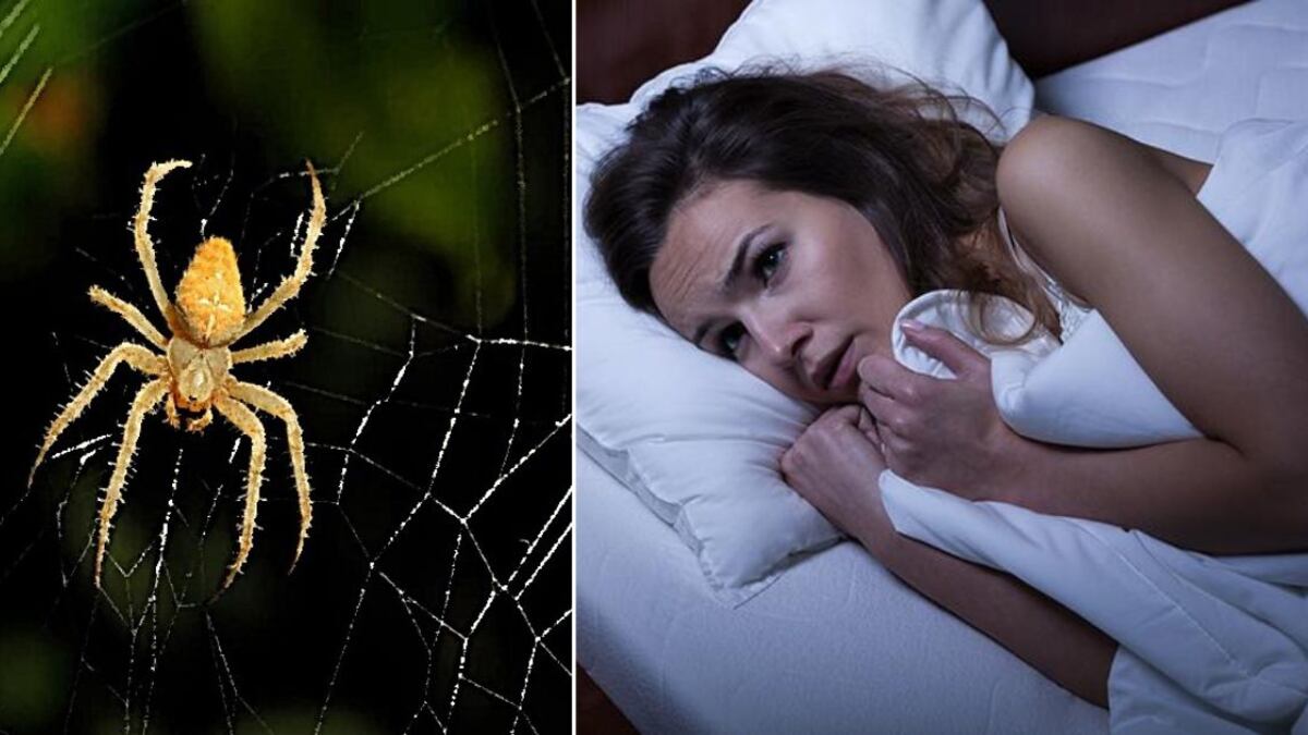¿Qué significa soñar con arañas? Tienes que estar alerta