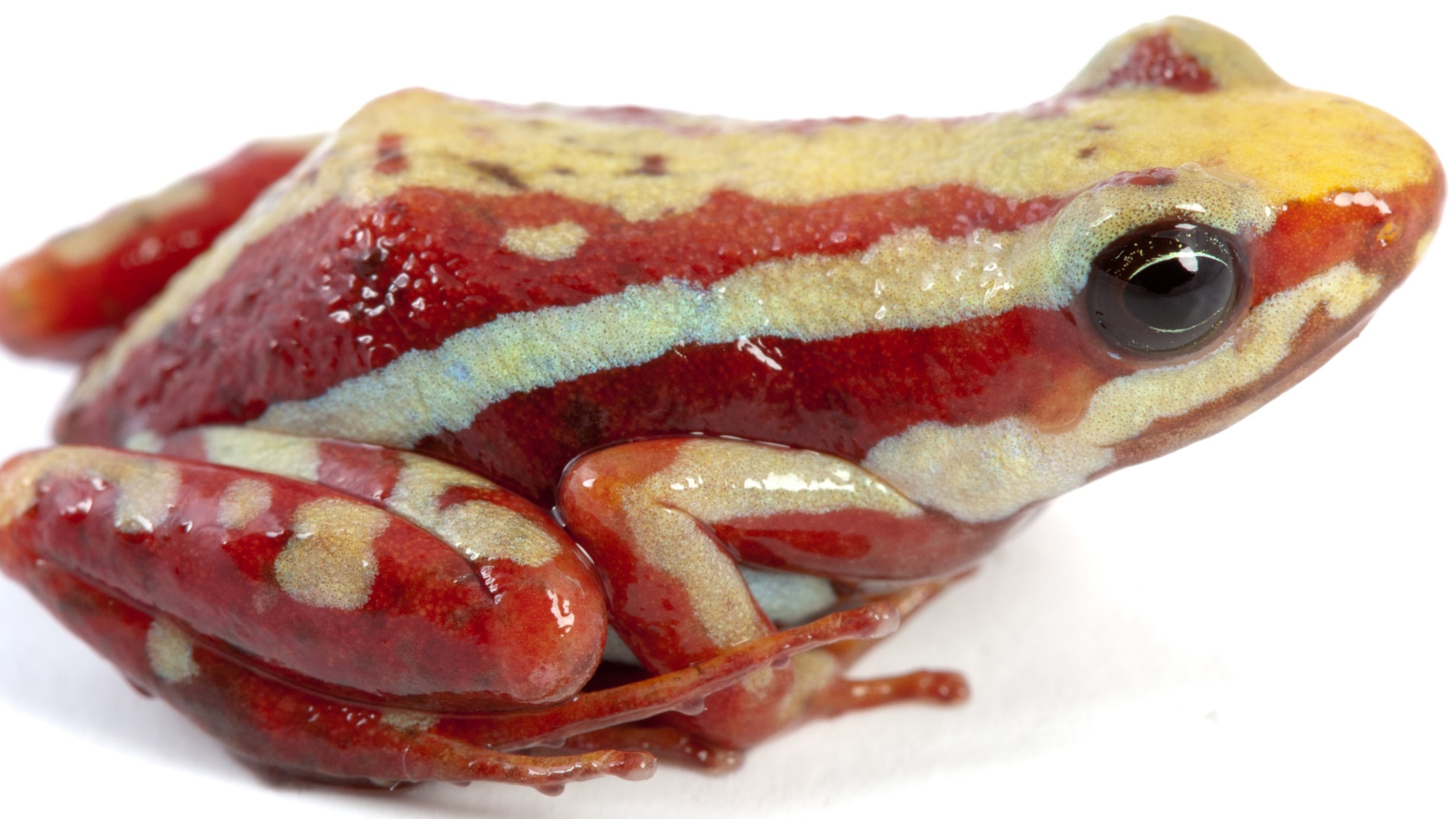 Una rana del sur de Ecuador y del norte de Perú en el centro del caso Navalni