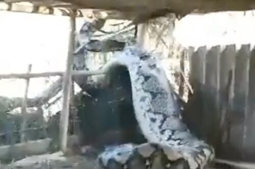 ¡Escalofriante! Capturan a enorme serpiente por invadir una supuesta aldea en la India