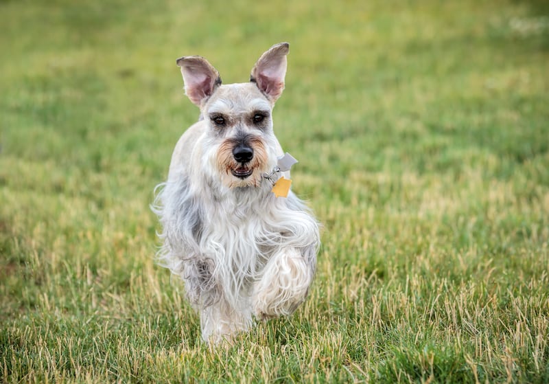Capricornio – Schnauzer