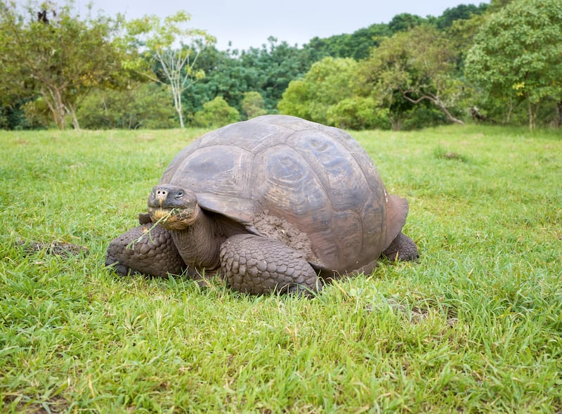 Tortuga gigante Galápagos