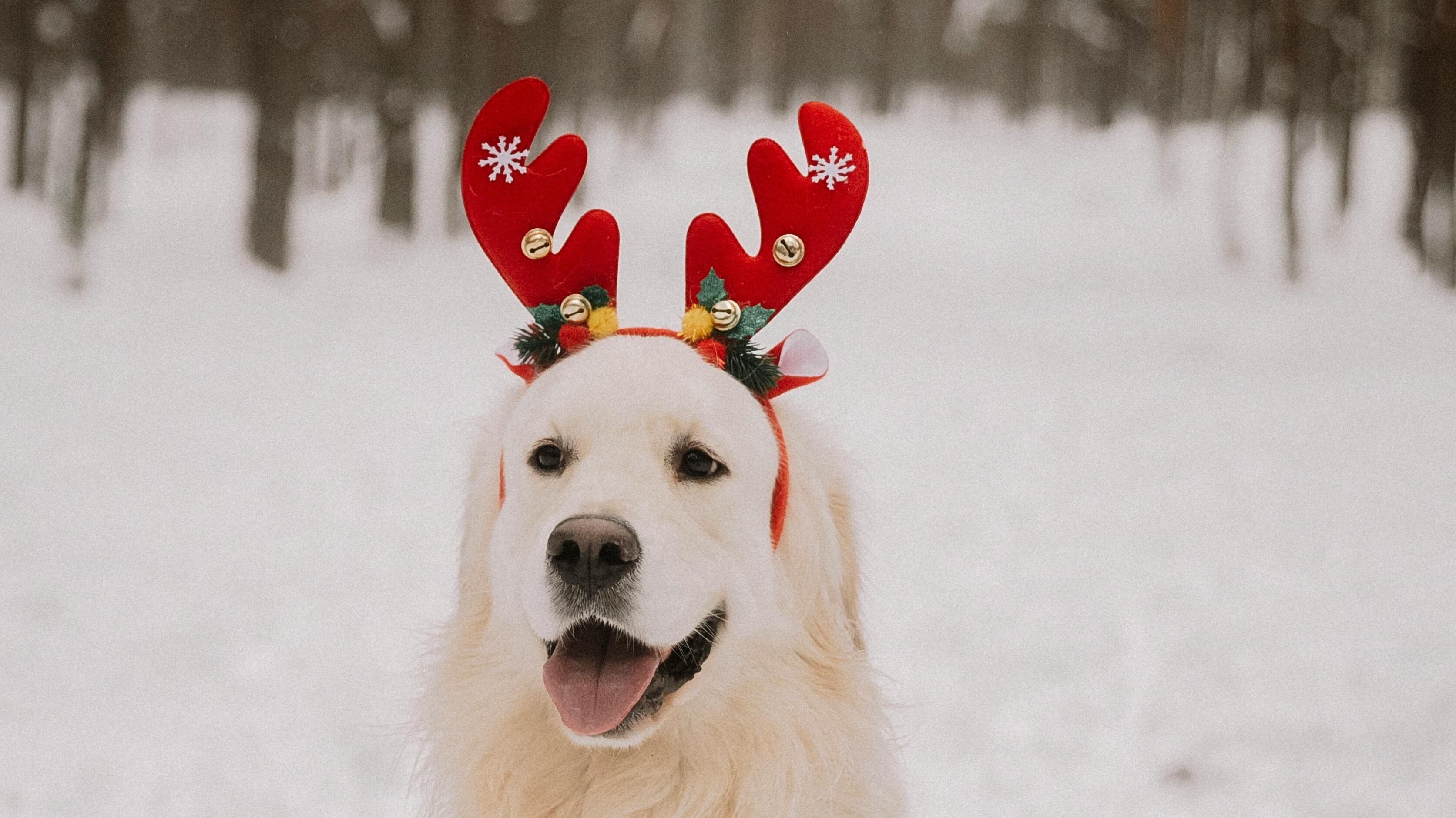 Mascota con accesorios navideños