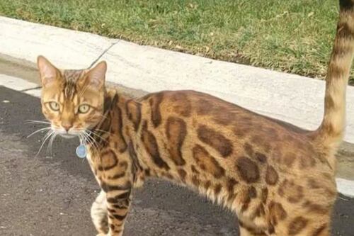 ‘Catspotting’ es un nuevo fenómeno en redes sociales