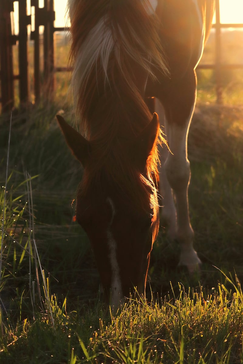 Caballo de fuego: el significado detrás del animal chino 2026 y a quién beneficiará