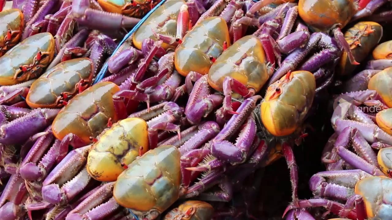 Veda de cangrejo 2026 en Ecuador: fechas, periodos y sanciones