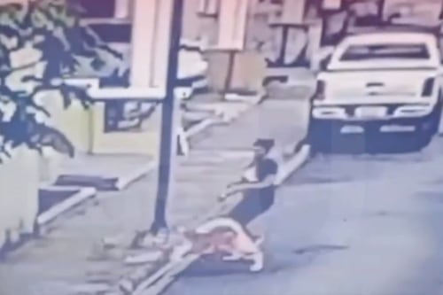 Indignación en Santo Domingo por video donde mujer provoca ataque de su perro a otro can