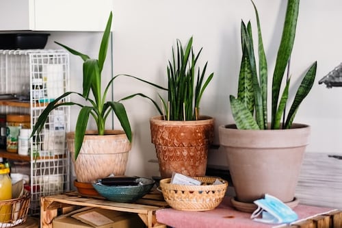 Estas son las plantas que recomienda la Nasa para tu hogar