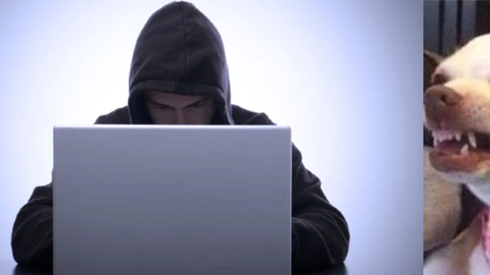 Mascotas muerden a depravado y se hace viral