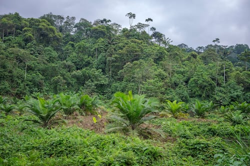 El milagro del Chocó: Ecuador le está enseñando al mundo a “resetear” la naturaleza en solo 30 años