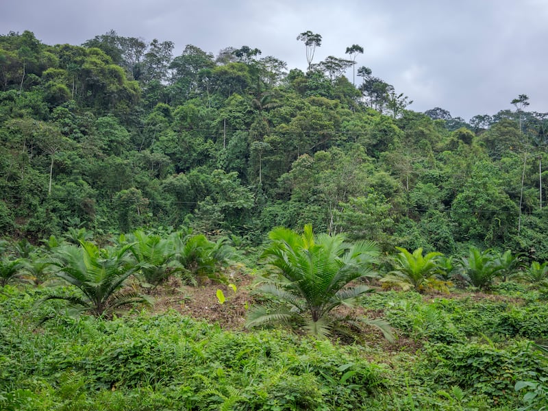 El milagro del Chocó: Ecuador le está enseñando al mundo a “resetear” la naturaleza en solo 30 años