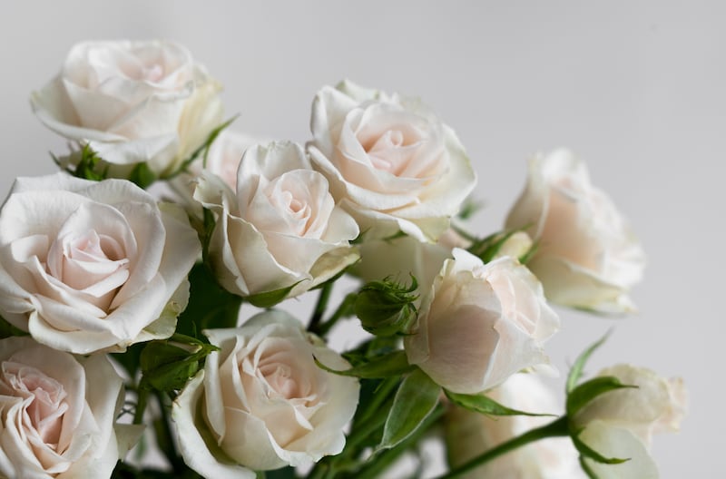 Las rosas blancas simbolizan pureza y nuevos comienzos