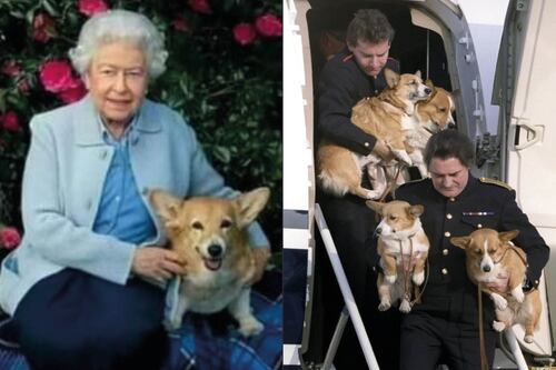 Estos son lujos que tienen los perros de la Reina Isabel II; son tratados mejor que un ser humano