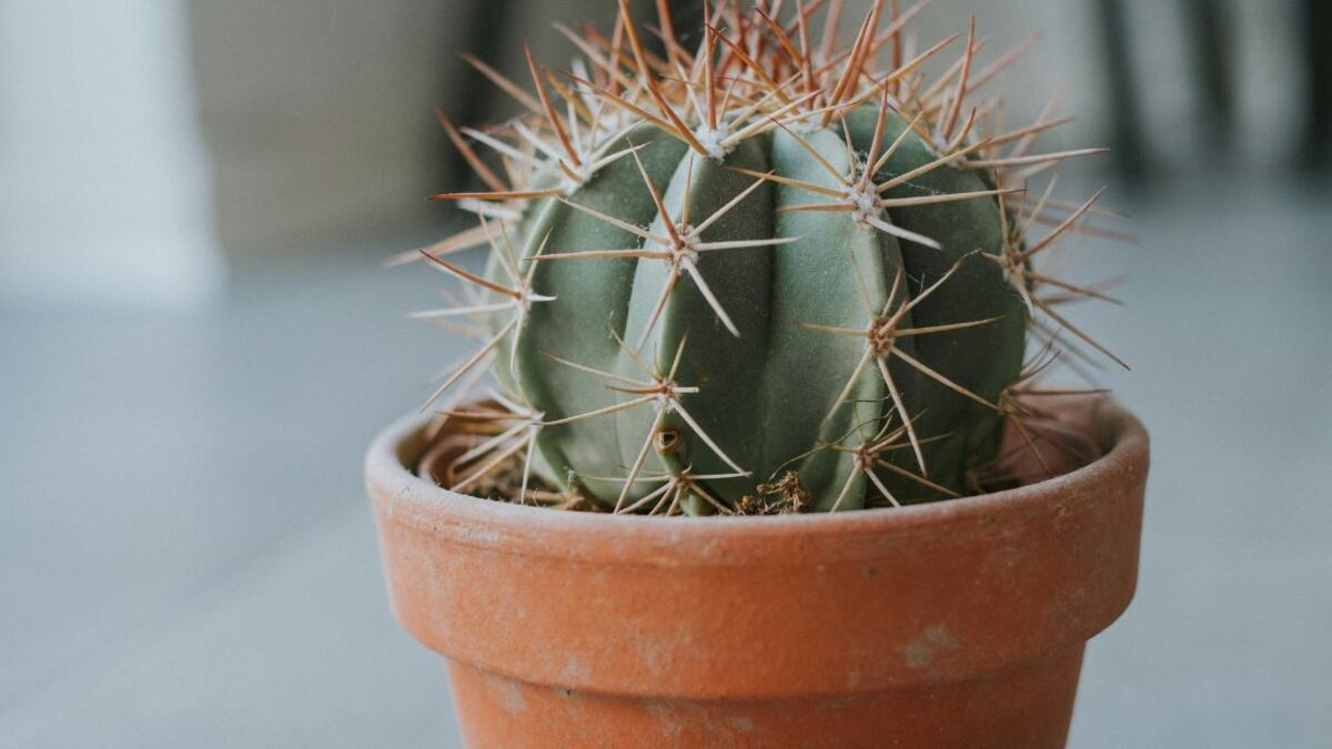 Los cactus y las suculentas son especialmente buenas para atraer la energía positiva