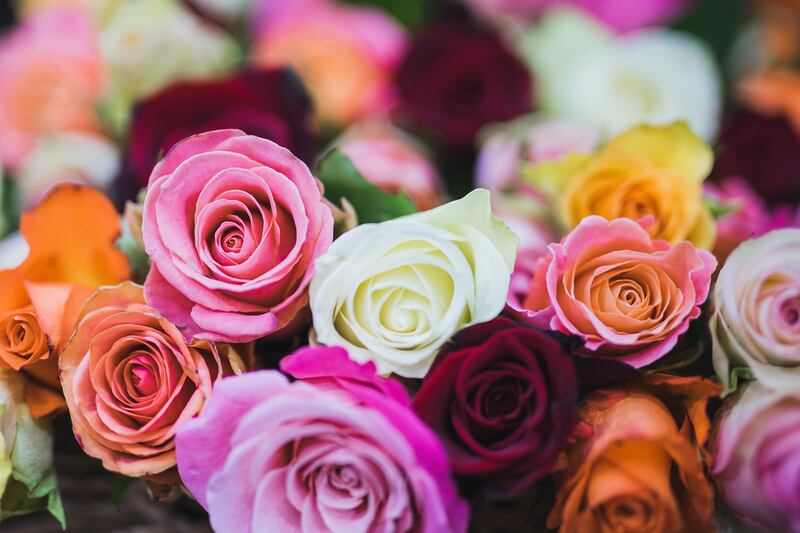 A maneira mais fácil de cultivar rosas em vasos na sua casa
