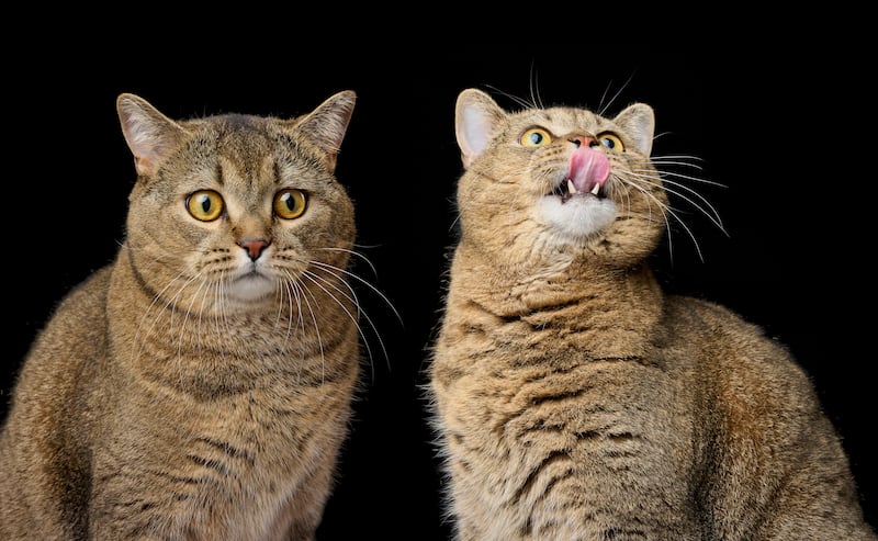 Los gatos no sienten el sabor dulce