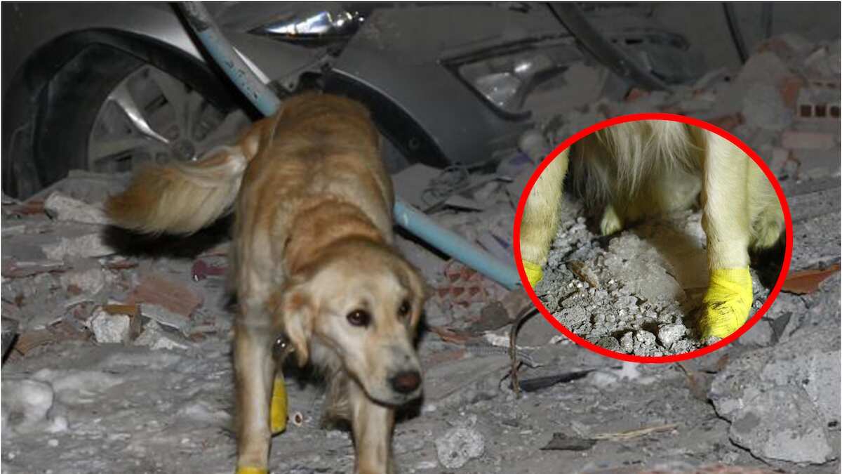 Ayuda en las labores de rescate en el país. (Especial)