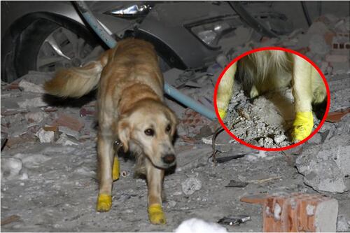 ¡Eres un héroe! Con patitas cortadas, lomito rescatista salva a 5 personas atrapadas en Turquía