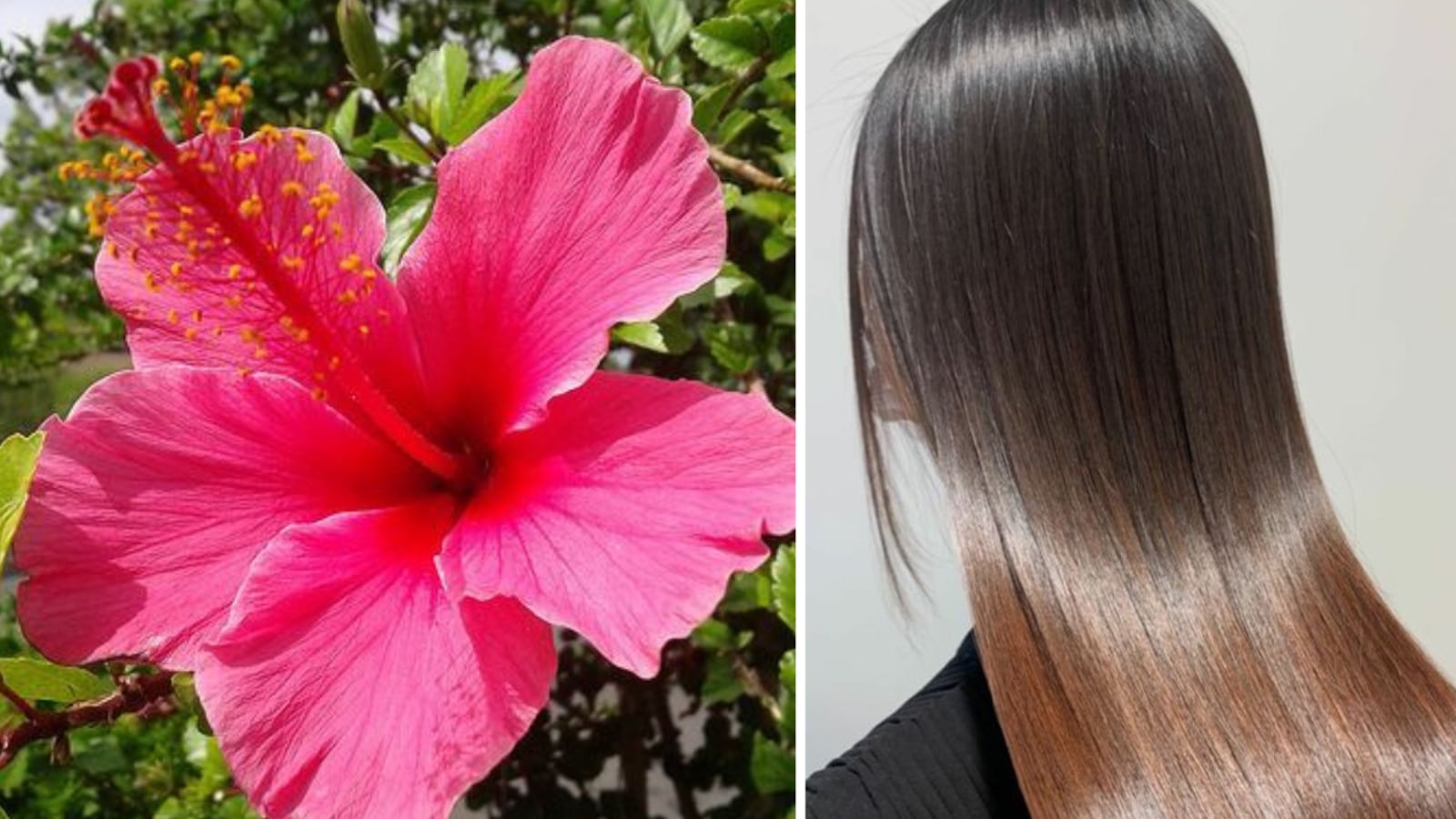 Flor de cayena para el cabello