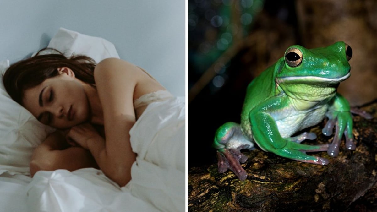 Los sueños con ranas pueden resultar muy enigmáticos para quienes los tienen
