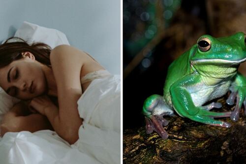 ¿Qué significa soñar con ranas? El sueño podría esconder una buena señal para tu vida