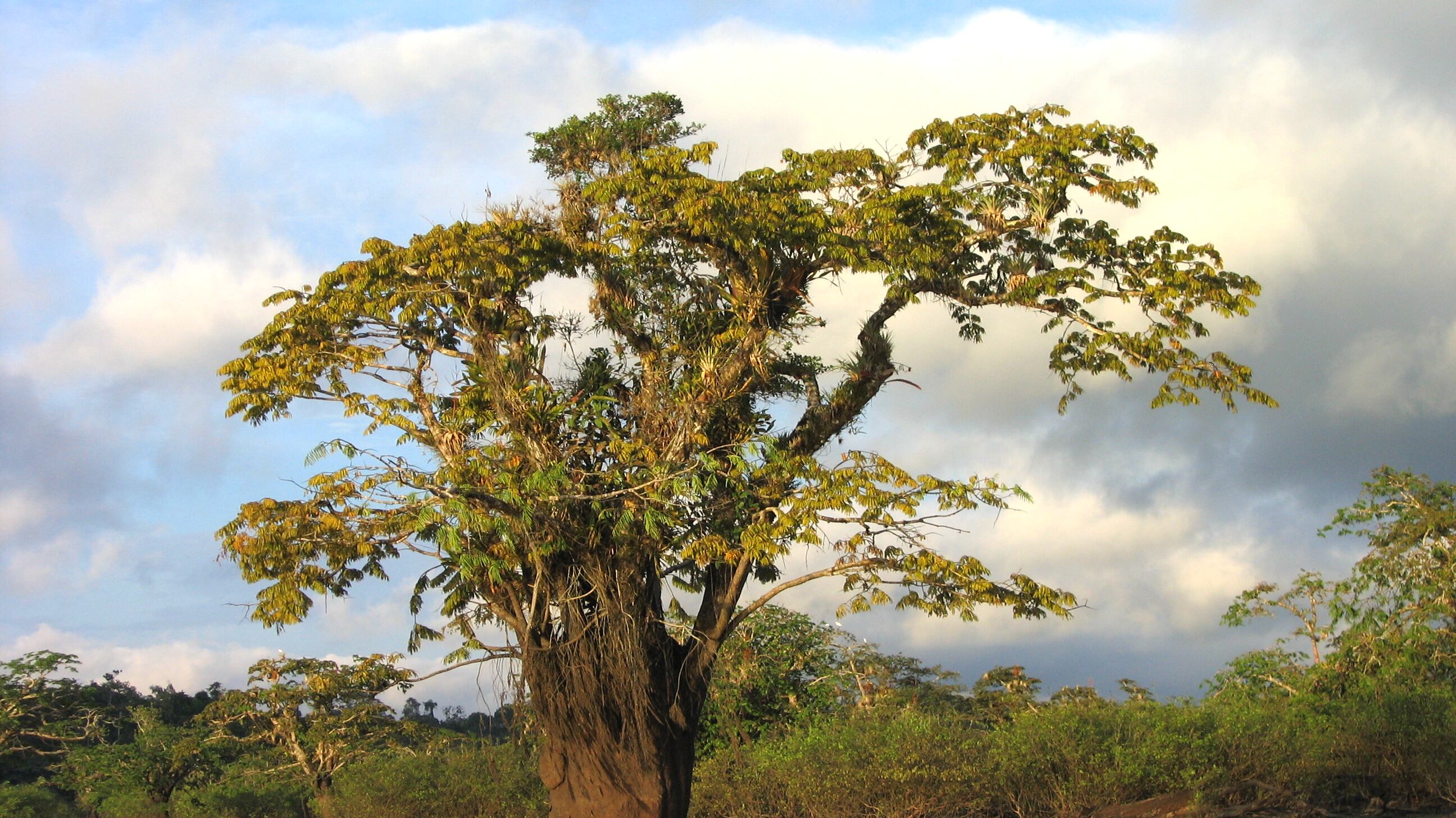 Celebridades internacionales se unen para proteger la selva ecuatoriana