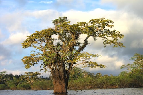 ¡La Amazonía no se vende! Celebridades internacionales se unen para proteger la selva ecuatoriana