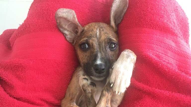 Mango, perrita rescatada