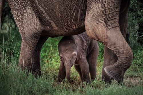 Escuela de Gigantes: Las abuelas elefante enseñan a las crías el arte de no morir de sed