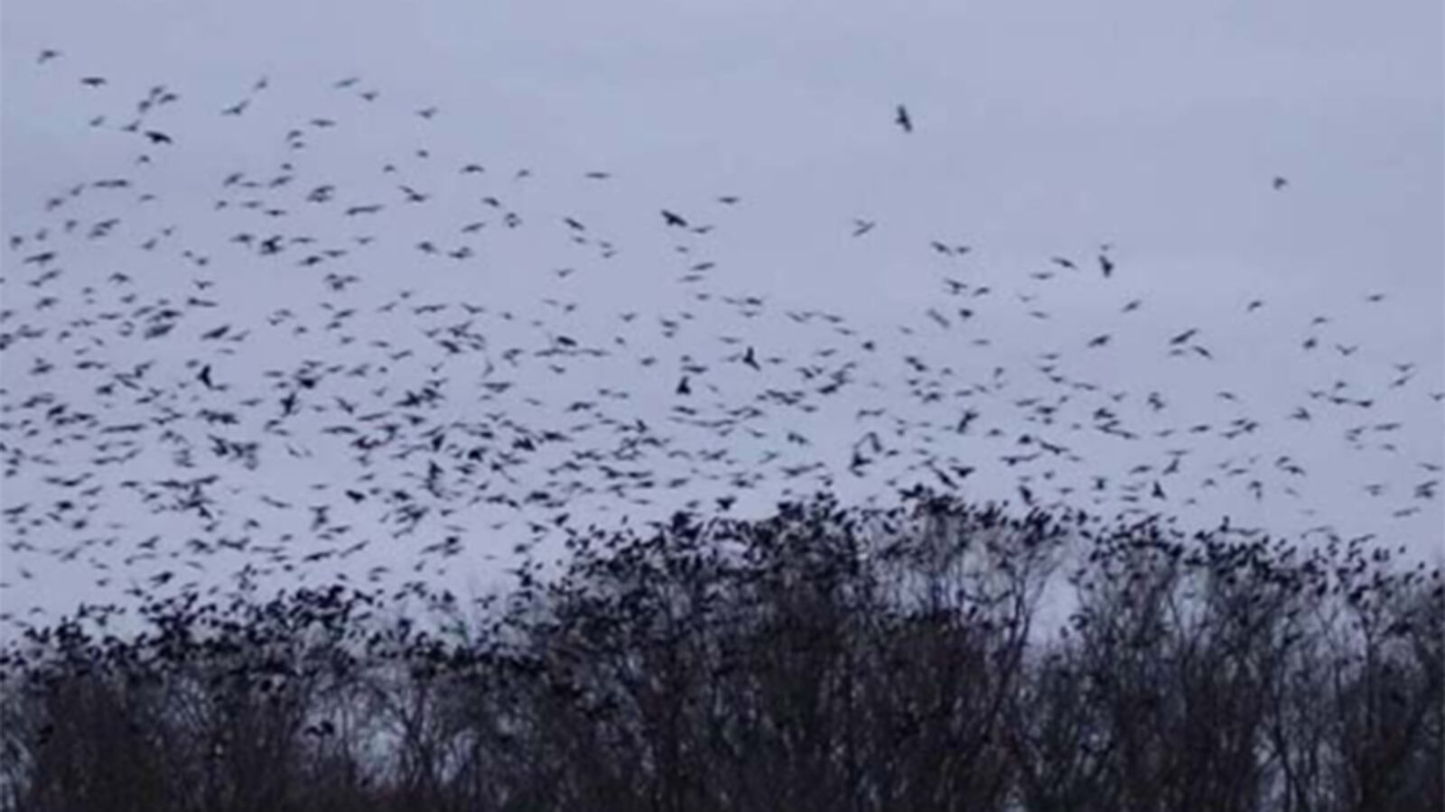 Los cuervos y sus significados o mensajes macabros.