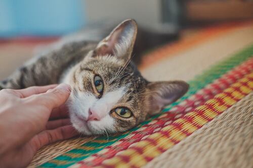 Váyase a Canadá a cuidar gatos y gane hasta 20 dólares por hora