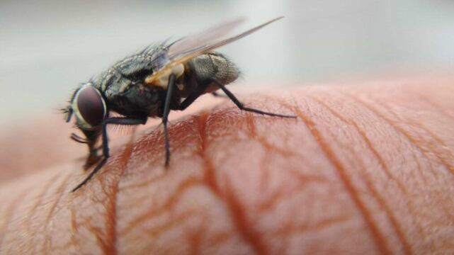 Eliminar moscas de la casa.