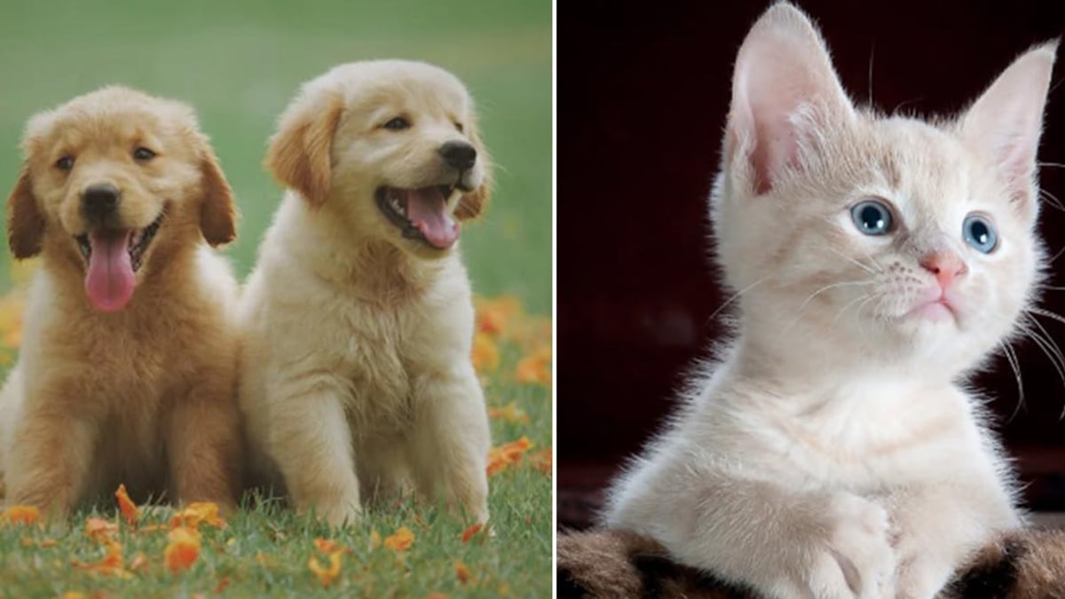 Perros y gatos alimentos peligrosos