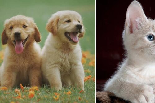 ¡Son tóxicos! Cuáles son los alimentos que jamás debes darle a tu perro o gato, o lo pondrás en peligro