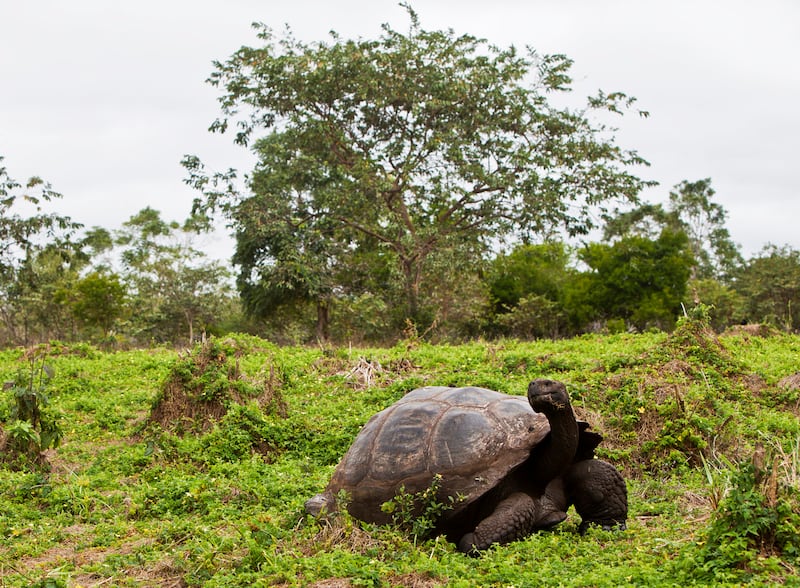 Tortuga gigante Galápagos