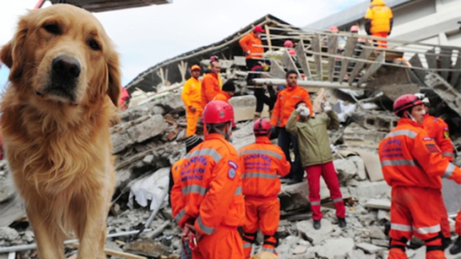 Los animales predicen las tragedias, mientras que los humanos no.