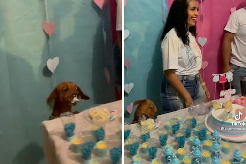 “Ya tengo hambre”: Captan a perrito robarse pedazo de pastel en fiesta de revelación de género