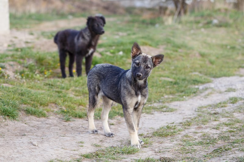 Perritos abandonados