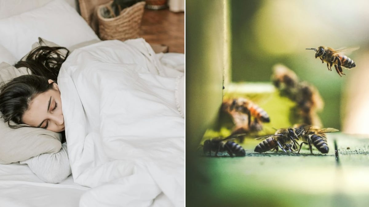 Las abejas pueden representar varias cosas en el mundo onírico