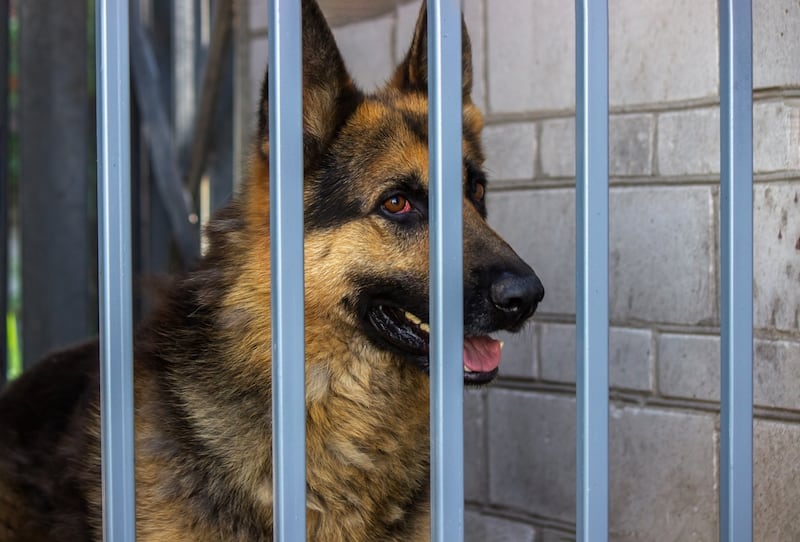 Mascotas en refugios por deportaciones