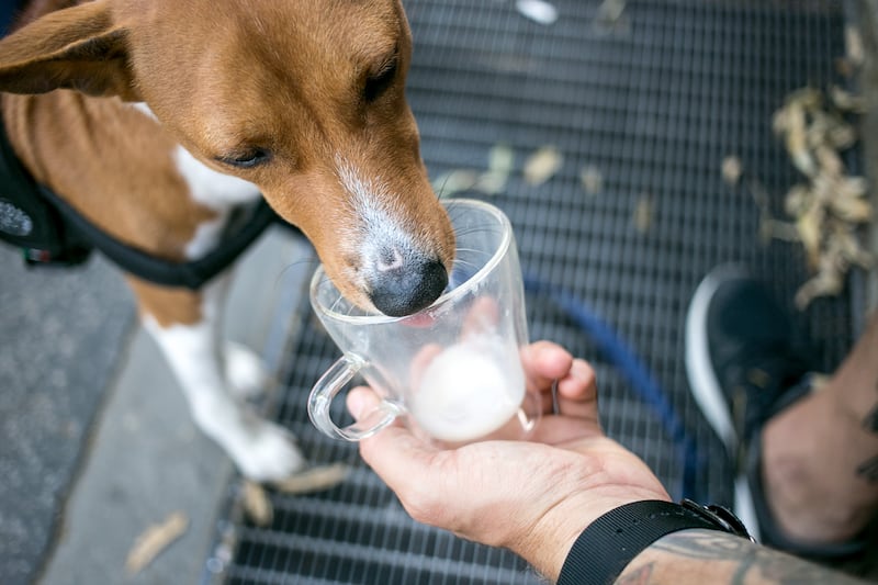La tendencia del "puppuccino"