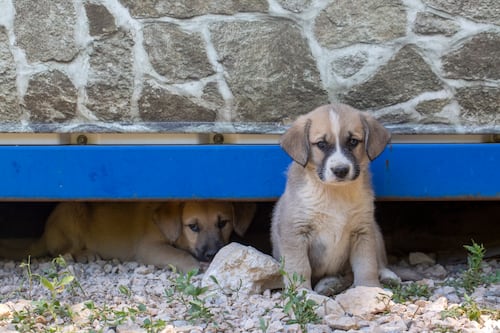Quito frente al abandono animal: cifras que alarman e historias que devuelven la esperanza