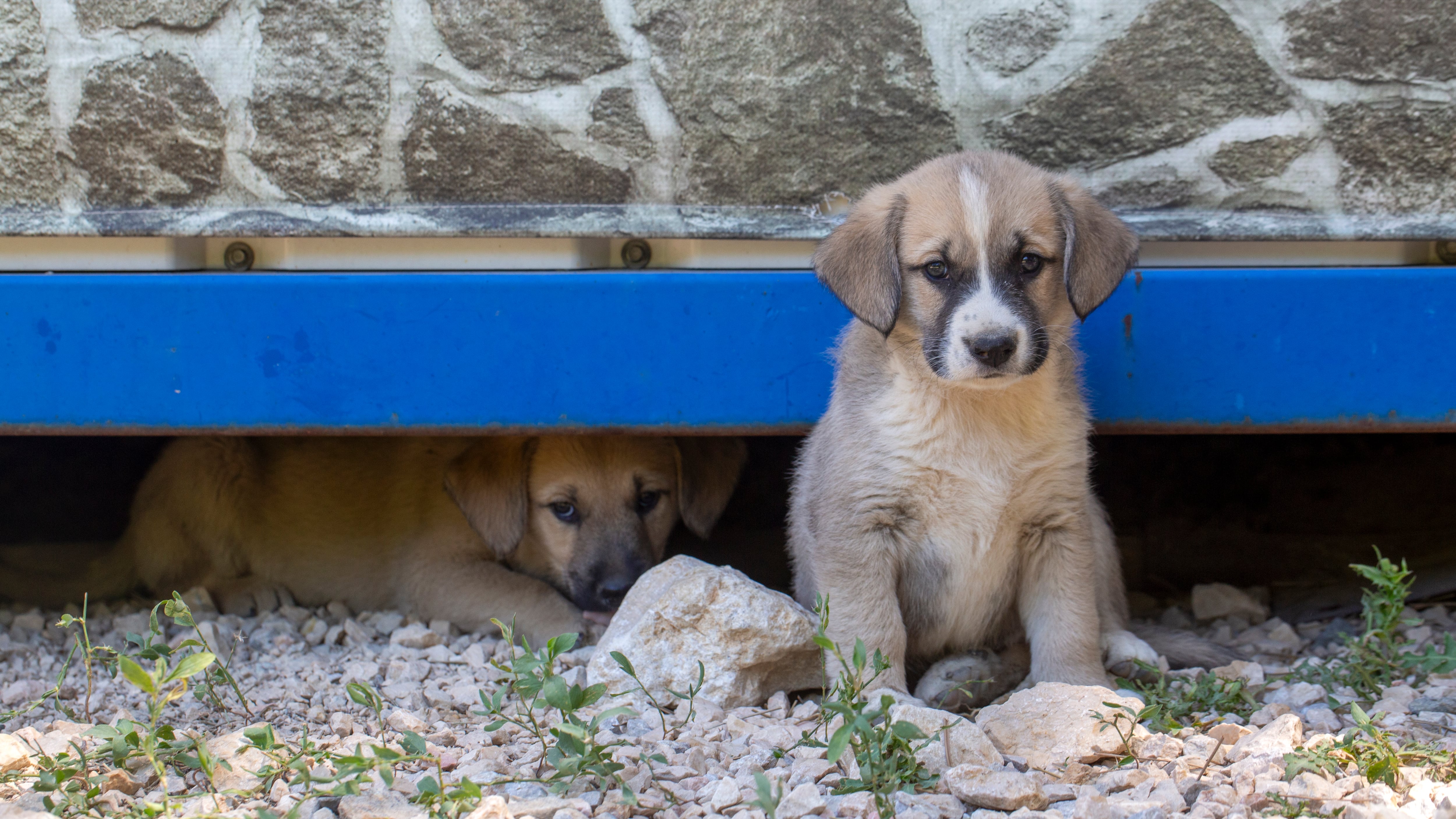 Perritos abandonados