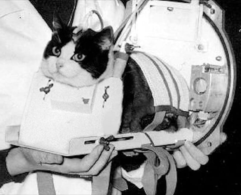 Félicette, la gata que viajo al espacio