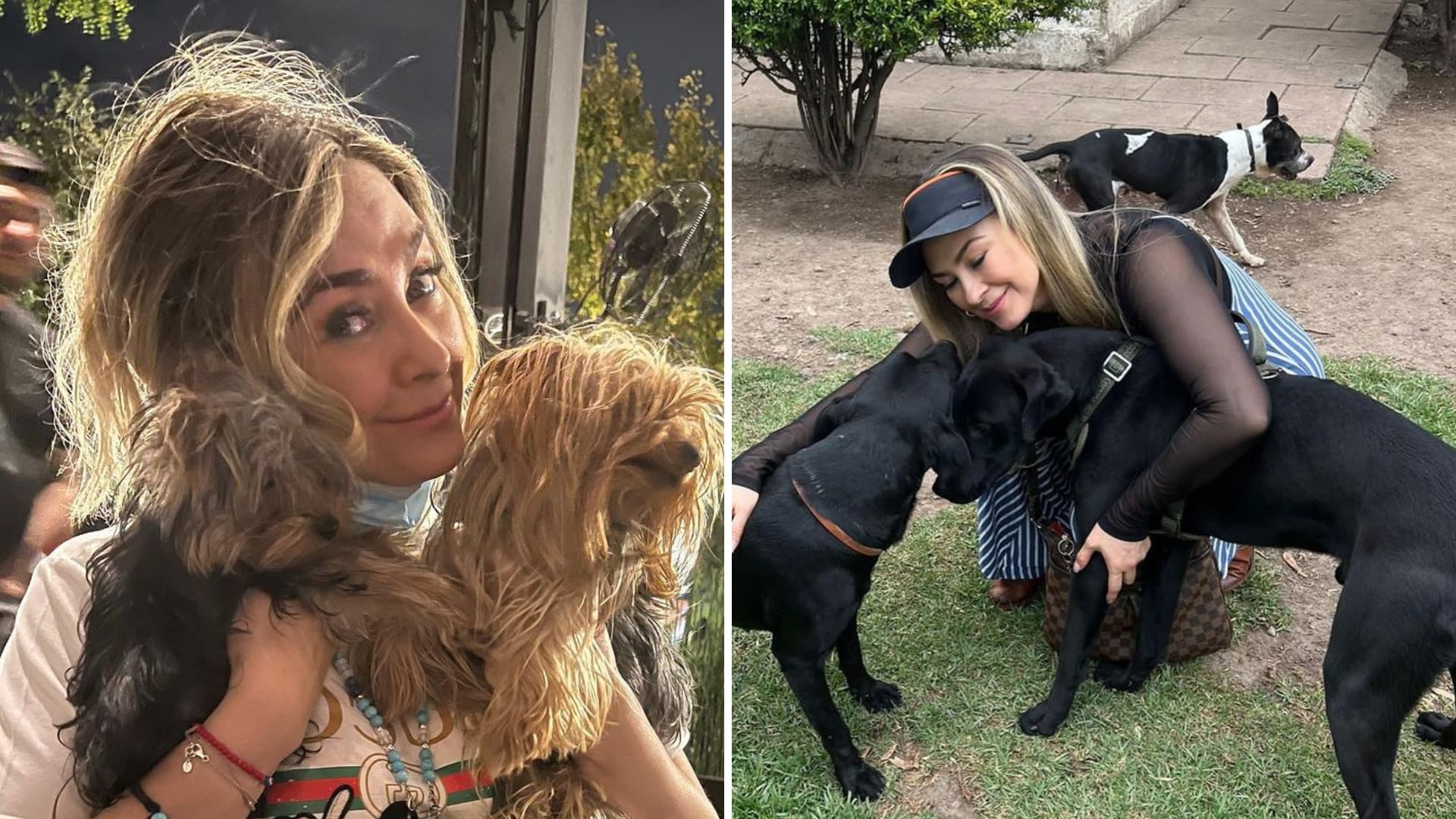 La artista llevó una camioneta llena de comida y manta para los perros callejeros que viven alrededor de la zona.