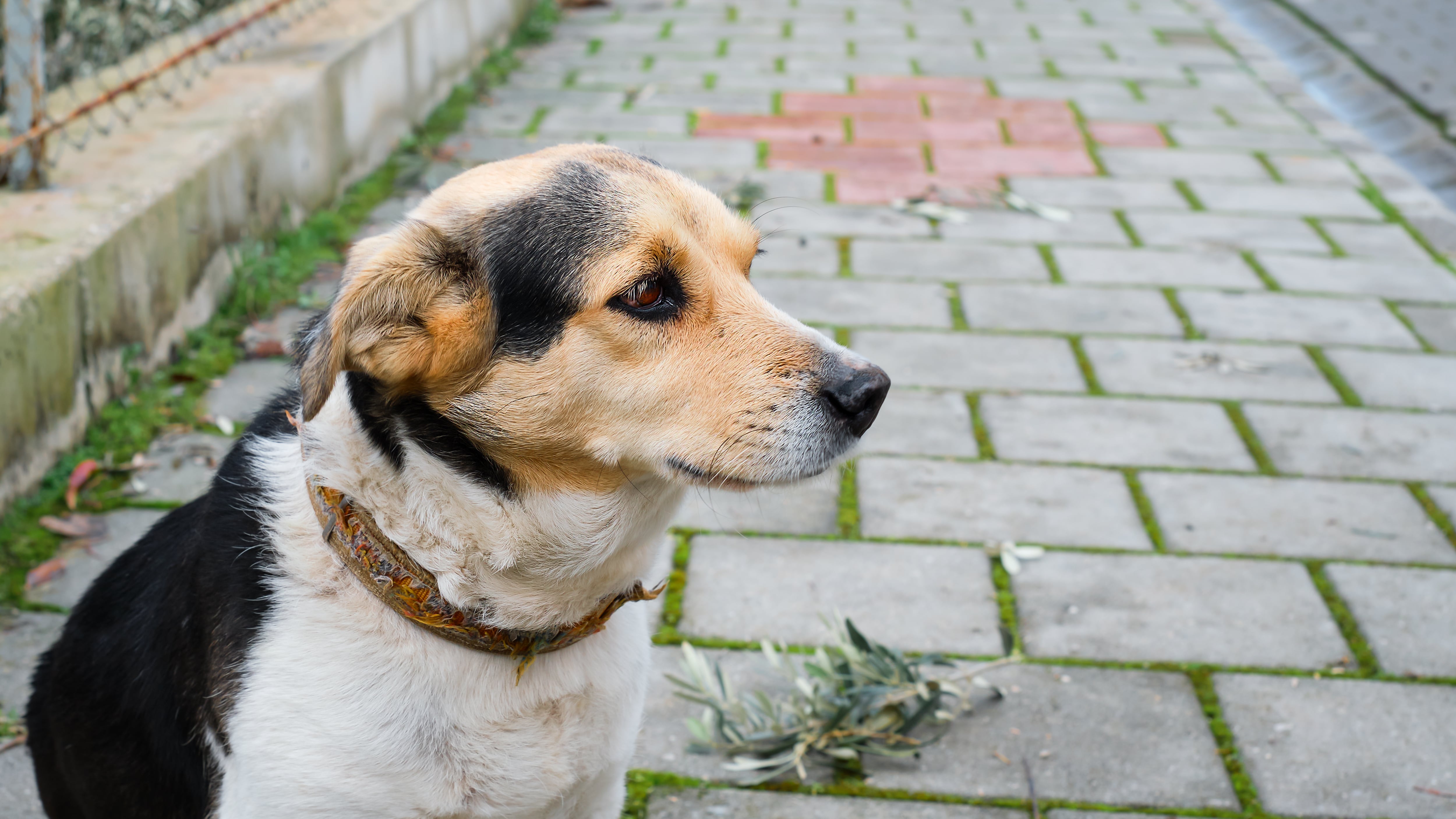 Maltrato de animales de compañía