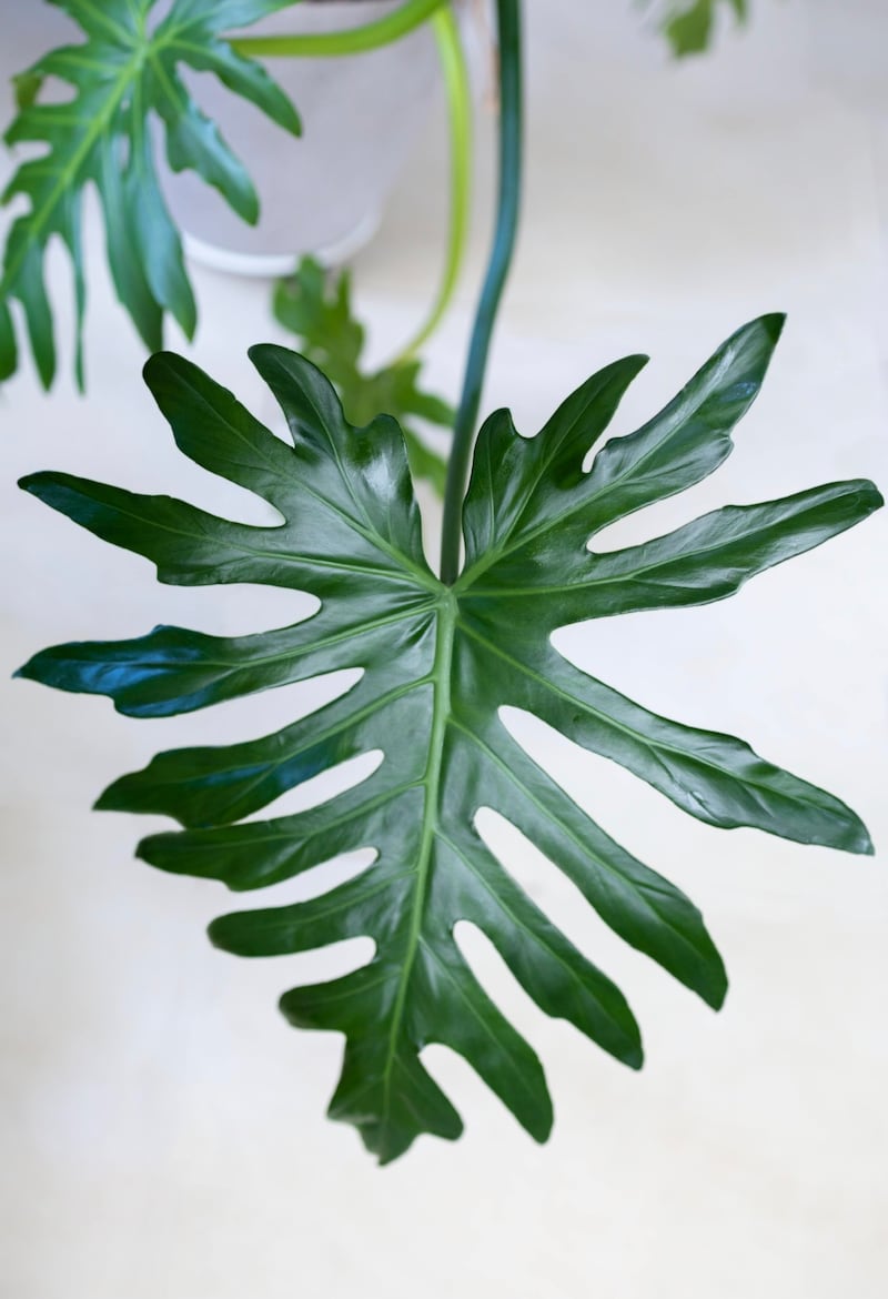 Plantas acuáticas para transformar tu hogar